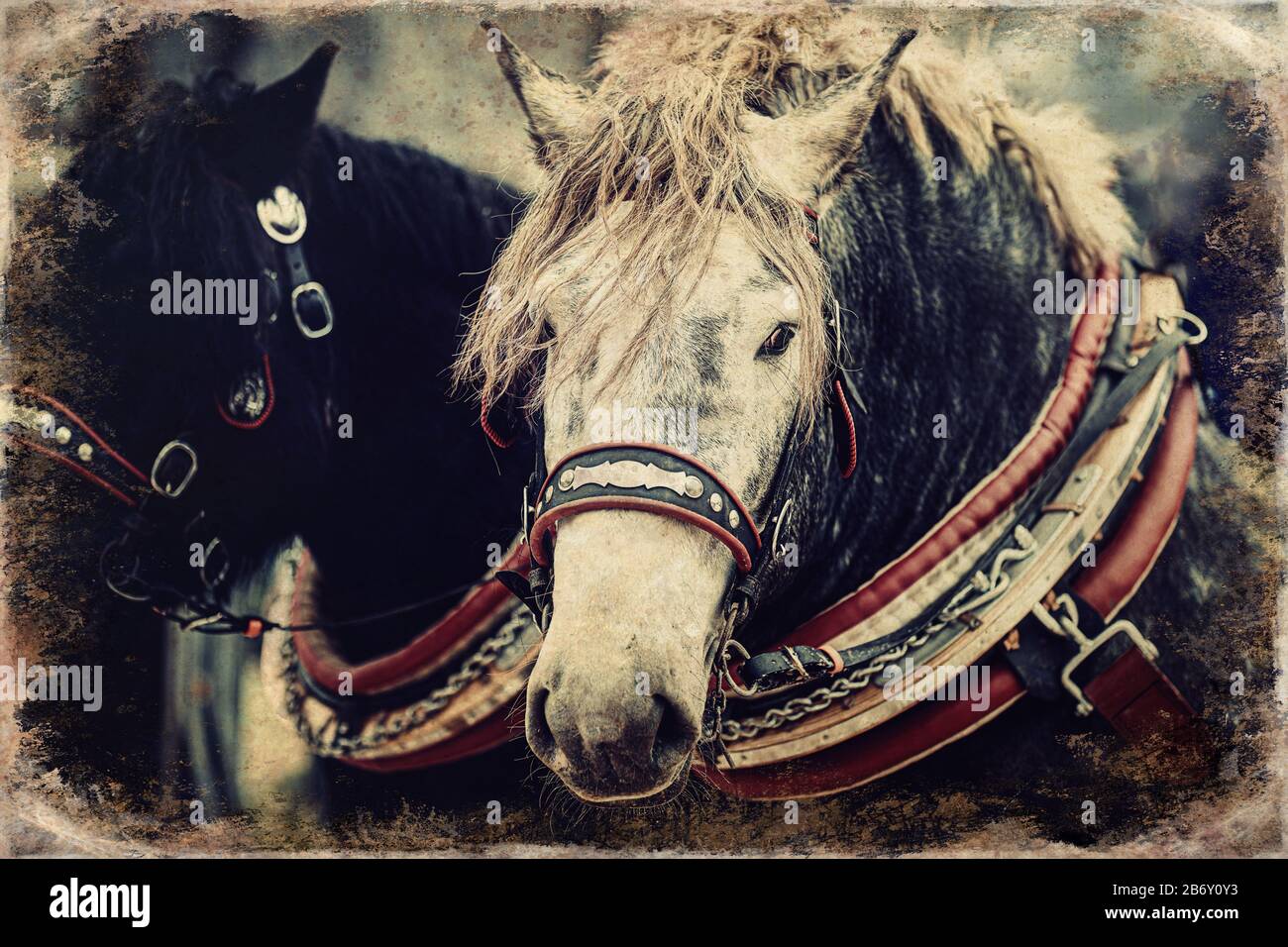 Horse harness decorative close hi-res stock photography and images - Alamy