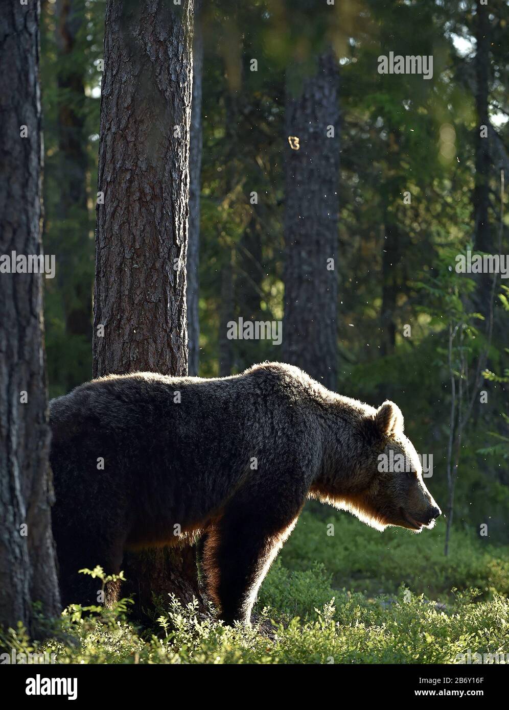 Backlit brown bear. Bear against a sun. Brown bear in back light. Lit by evening sun at summer forest. Stock Photo