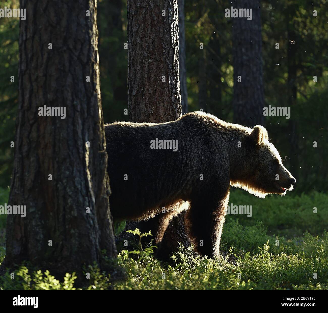 Backlit brown bear. Bear against a sun. Brown bear in back light. Lit by evening sun at summer forest. Stock Photo