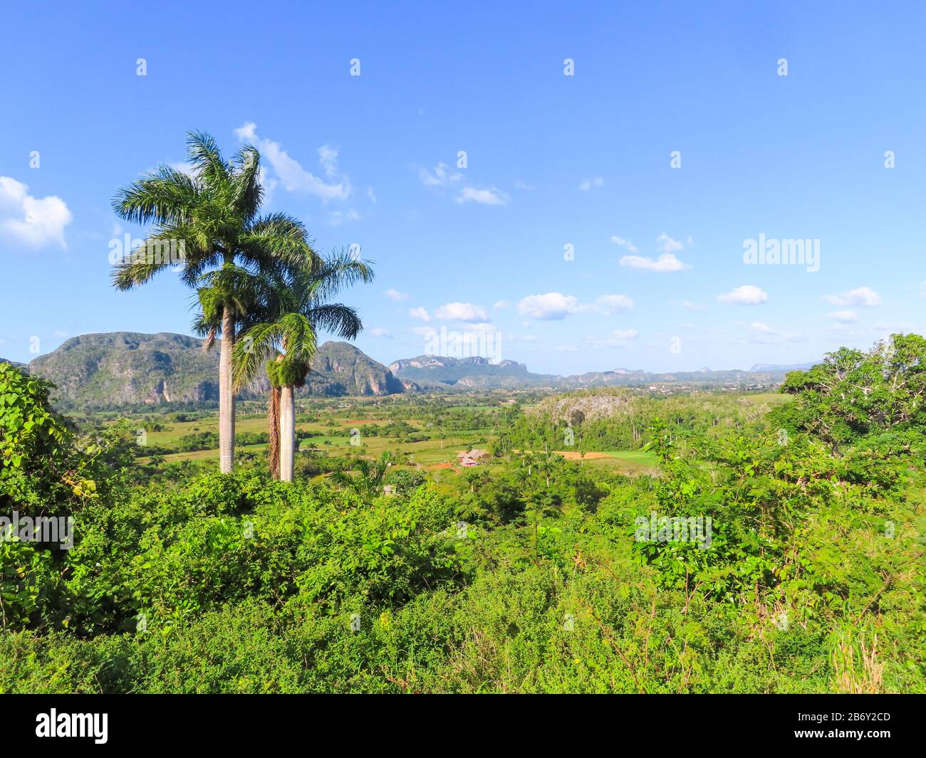 Amazing green nature valley with trees in the background in Cuba. Amazing view. High quality photo Stock Photo