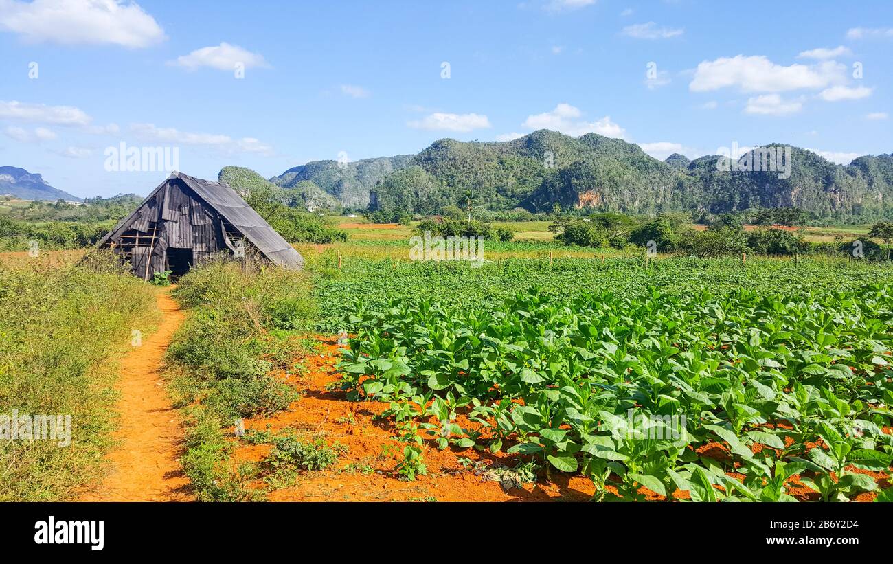 A wooden hut next to a tobacco field down a dirt road in front of a  mountain in Cuba. In Vinales. High quality photo Stock Photo