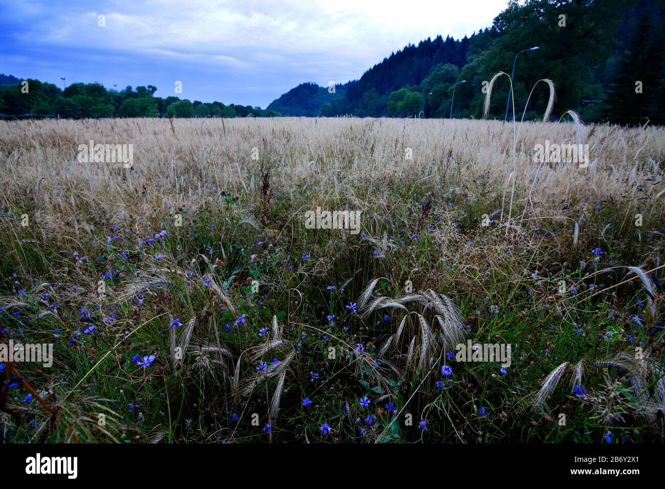 Cornflowers In Barley Field High Resolution Stock Photography and ...