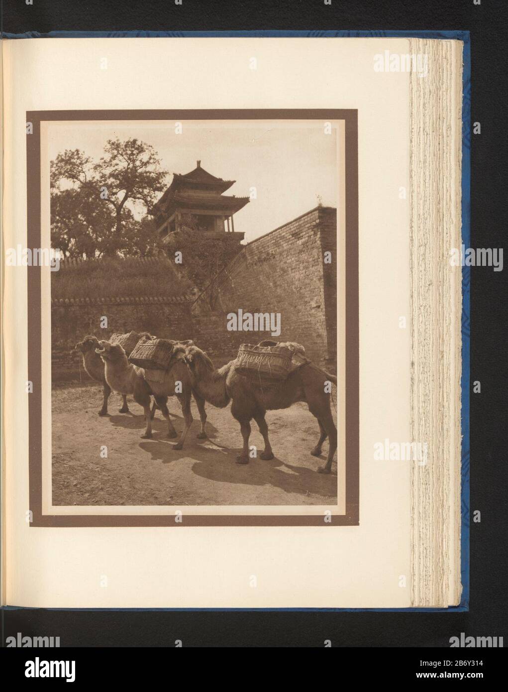 Kamelen Camels Property Type: photomechanical print page Item number: RP-F 2005-21-13 Manufacturer : Photographer: Donald Mennieclichémaker: anonymous place manufacture: Beijing Dating: ca. 1915 - or for 1920 Material: paper Technique: rotogravure Dimensions: print: h 264 mm × W 203 mm Subject: hoofed animals: camel Stock Photo