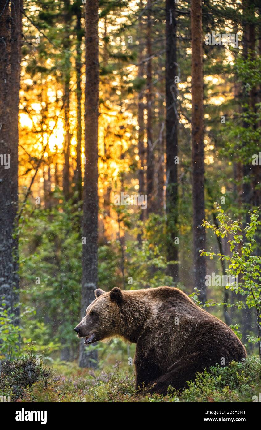 Big brown bear with backlit. Sunset forest in background.  Brown bear seat in the summer forest in sunset light. Scientific name: Ursus arctos. Natura Stock Photo