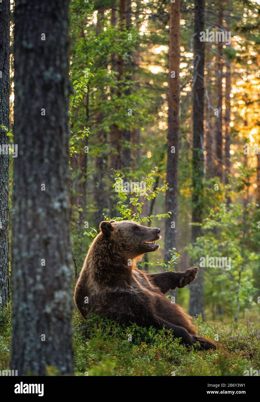 Big brown bear with backlit. Sunset forest in background.  Brown bear seat in the summer forest in sunset light. Scientific name: Ursus arctos. Natura Stock Photo