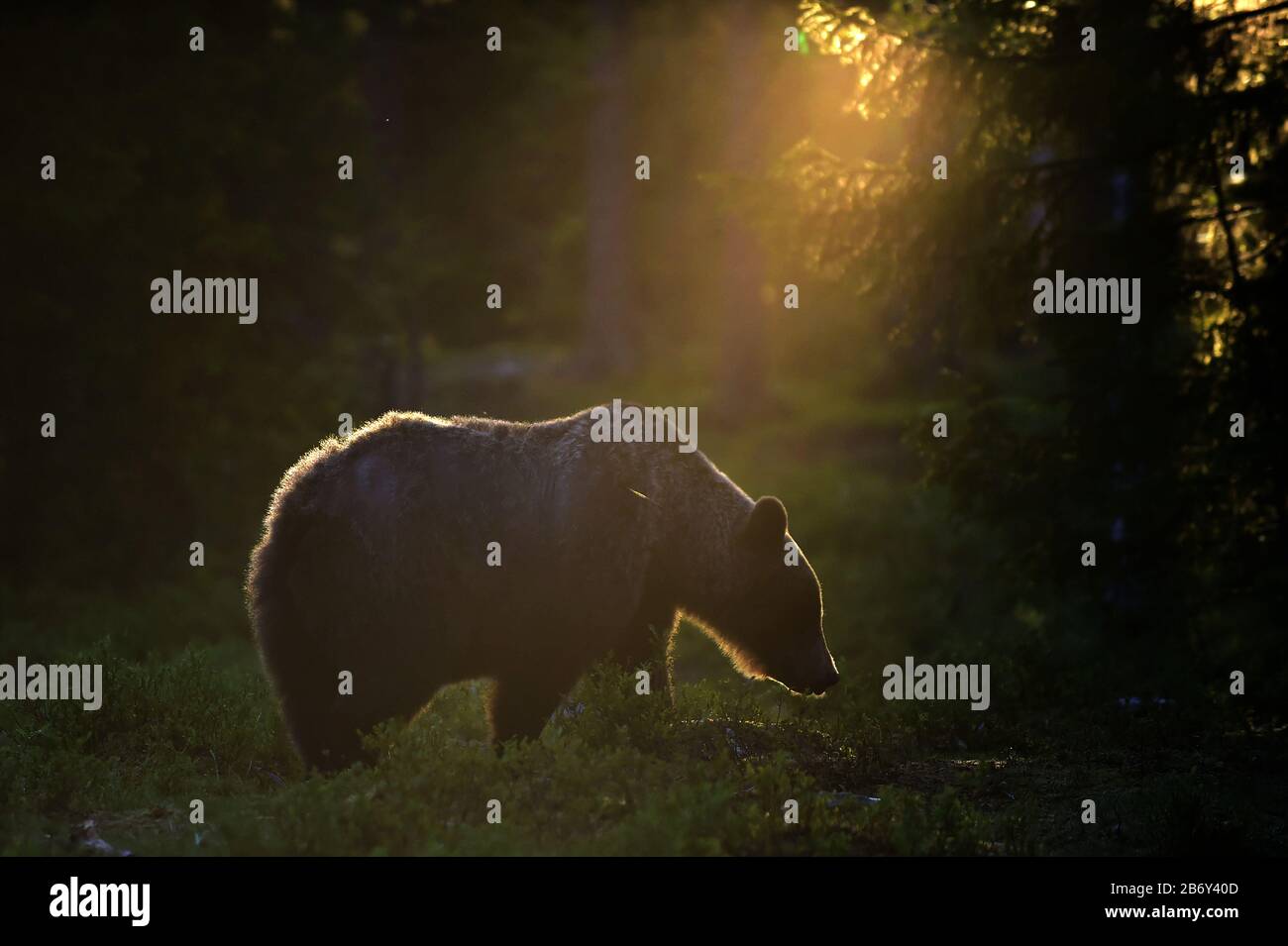 Backlit brown bear. Bear against a sun. Brown bear in back light. Lit by evening sun at summer forest. Stock Photo