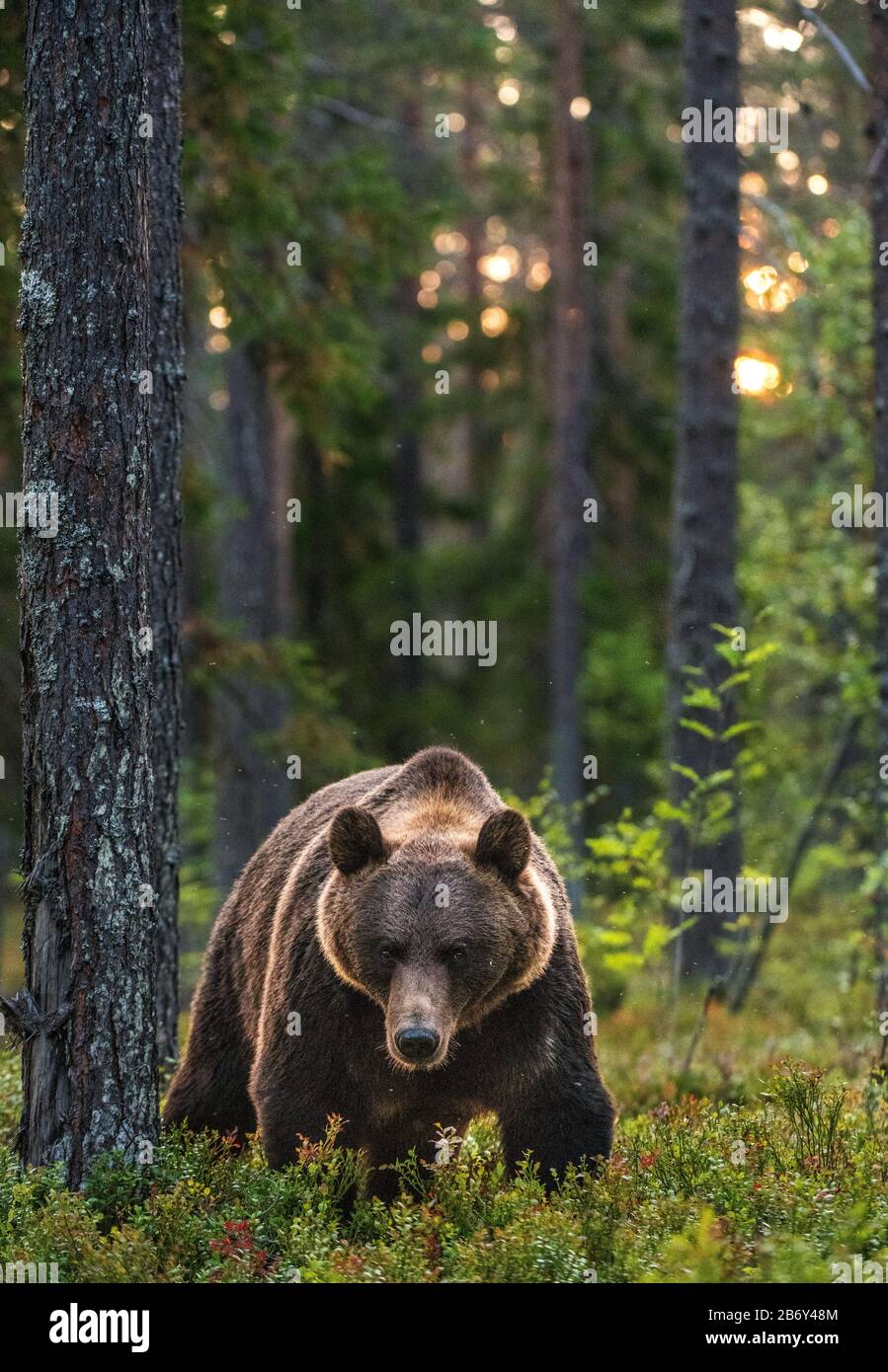 Big brown bear with backlit. Sunset forest in background. Adult Male of Brown bear in the summer forest. Scientific name: Ursus arctos. Natural habita Stock Photo