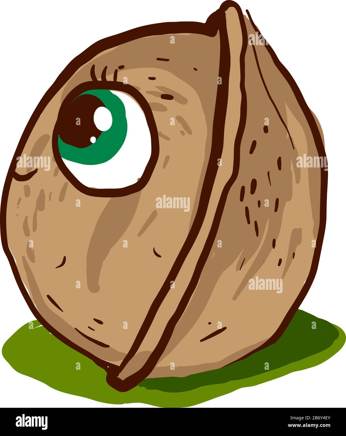 Walnut with green eyes, illustration, vector on white background Stock Vector Image & Art Alamy