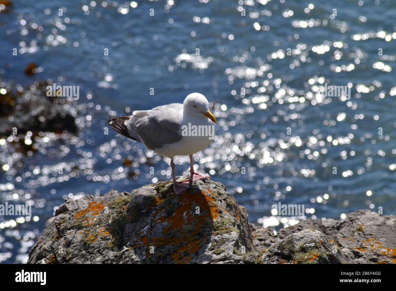 Herring Gull perched on rocks Stock Photo