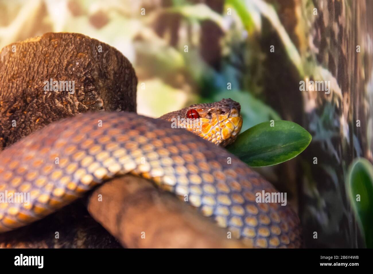 Python prey hi-res stock photography and images - Alamy