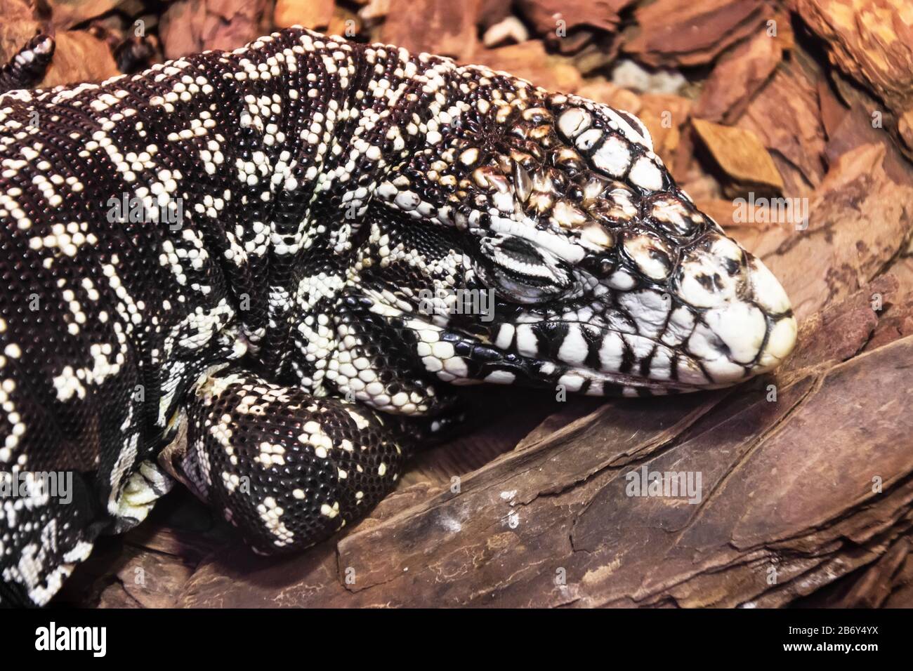 Tupinambis merianae hi-res stock photography and images - Alamy