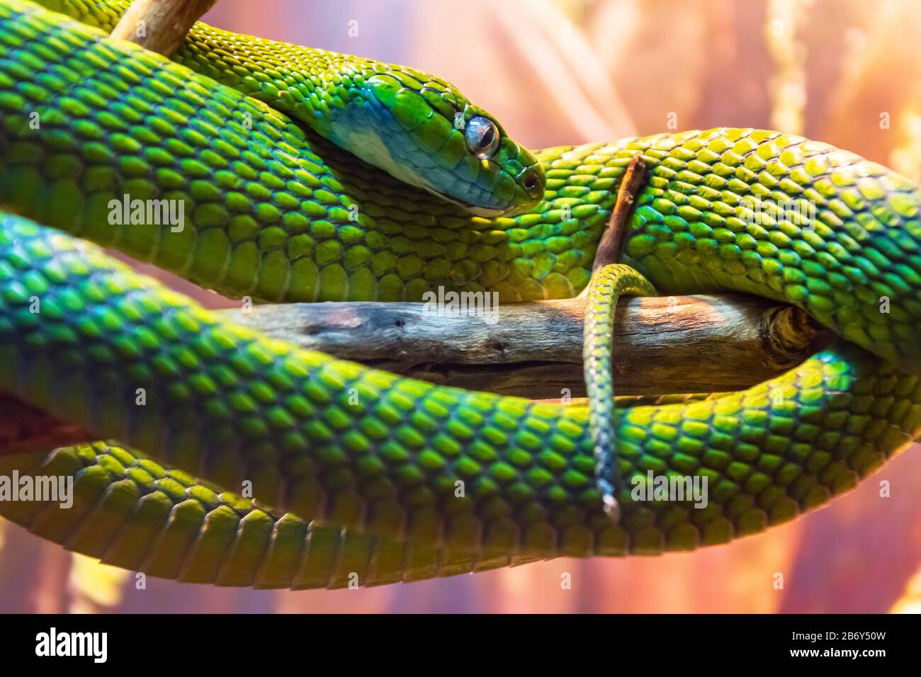Green poisonous snake sitting on branches in a rainforest, hunting prey Stock Photo