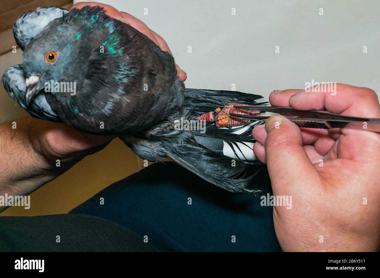 Veterinary care for the pigeon. The pigeon fell into snares. The pigeon's paw is deformed by threads and ropes from the trap. Stock Photo
