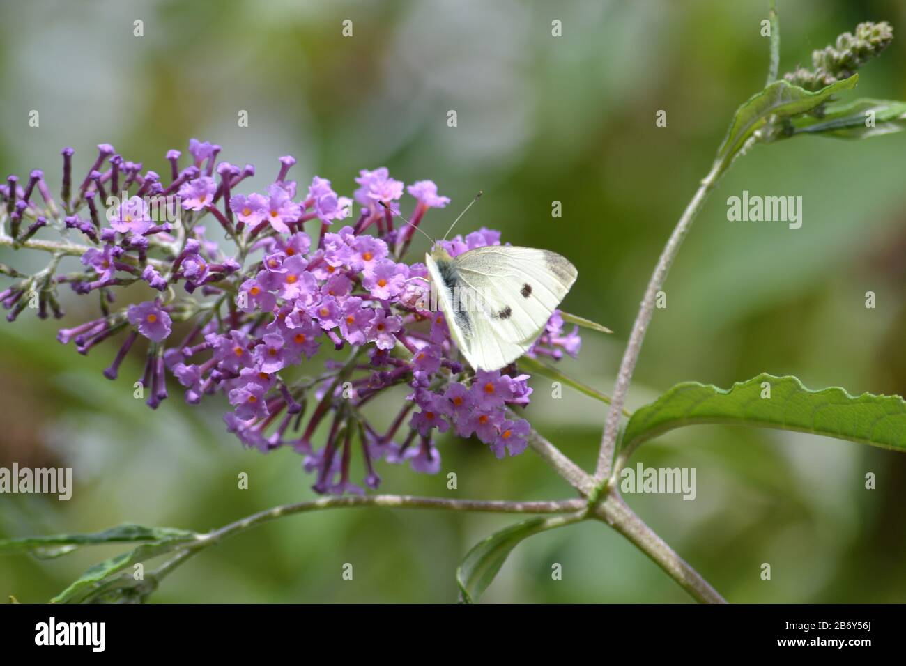 Female Large White Butterfly Stock Photo