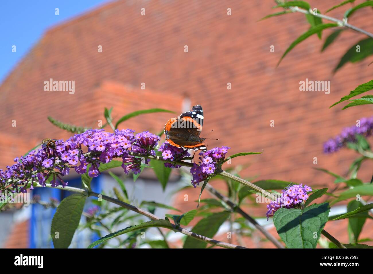 Red Admiral on a Buddleia (Butterfly bush) Stock Photo