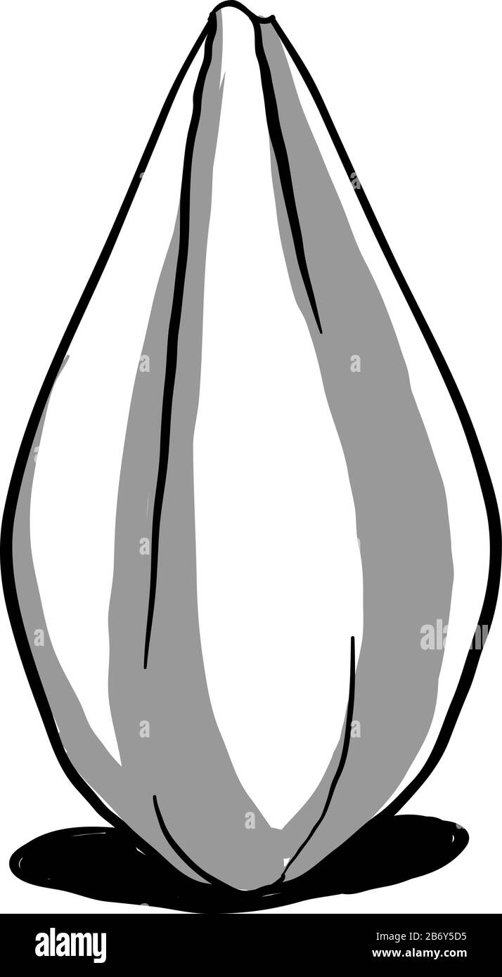 Sunflower Seed Drawing Illustration Vector On White Background Stock Vector Image Art Alamy
