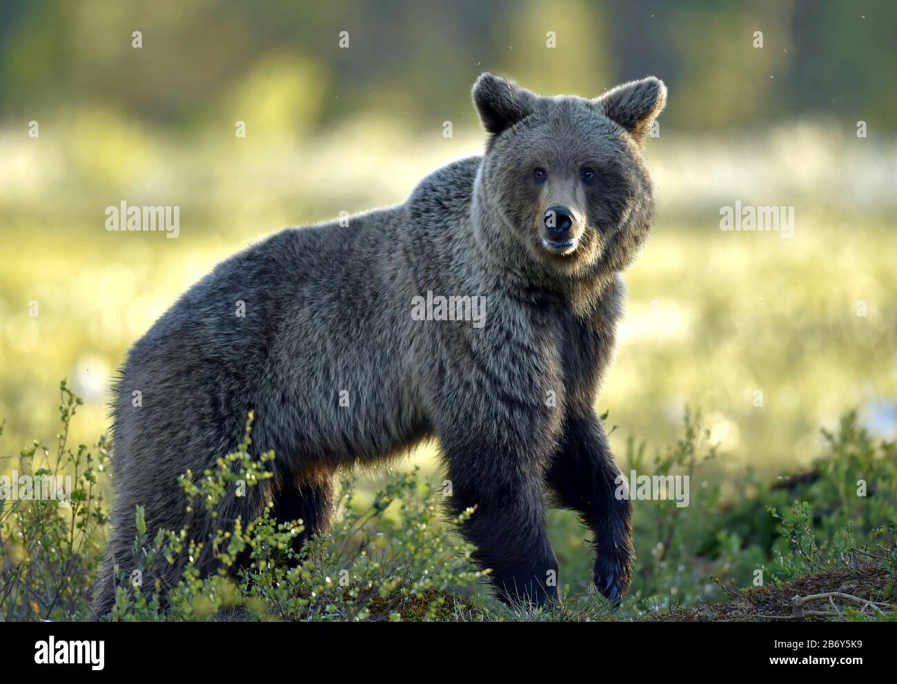 Brown bear on the meadow in the summer forest. Sunset, evening twilight