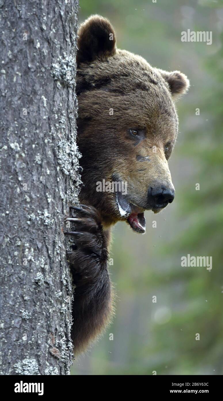 Brown bear hide hires stock photography and images Alamy