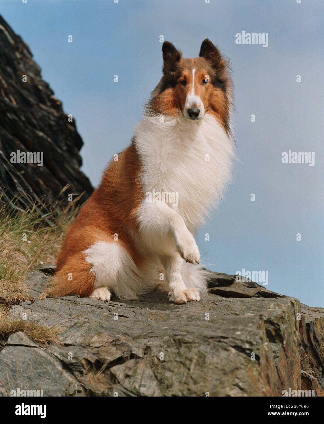 Lassie movie 2020 hi-res stock photography and images - Alamy