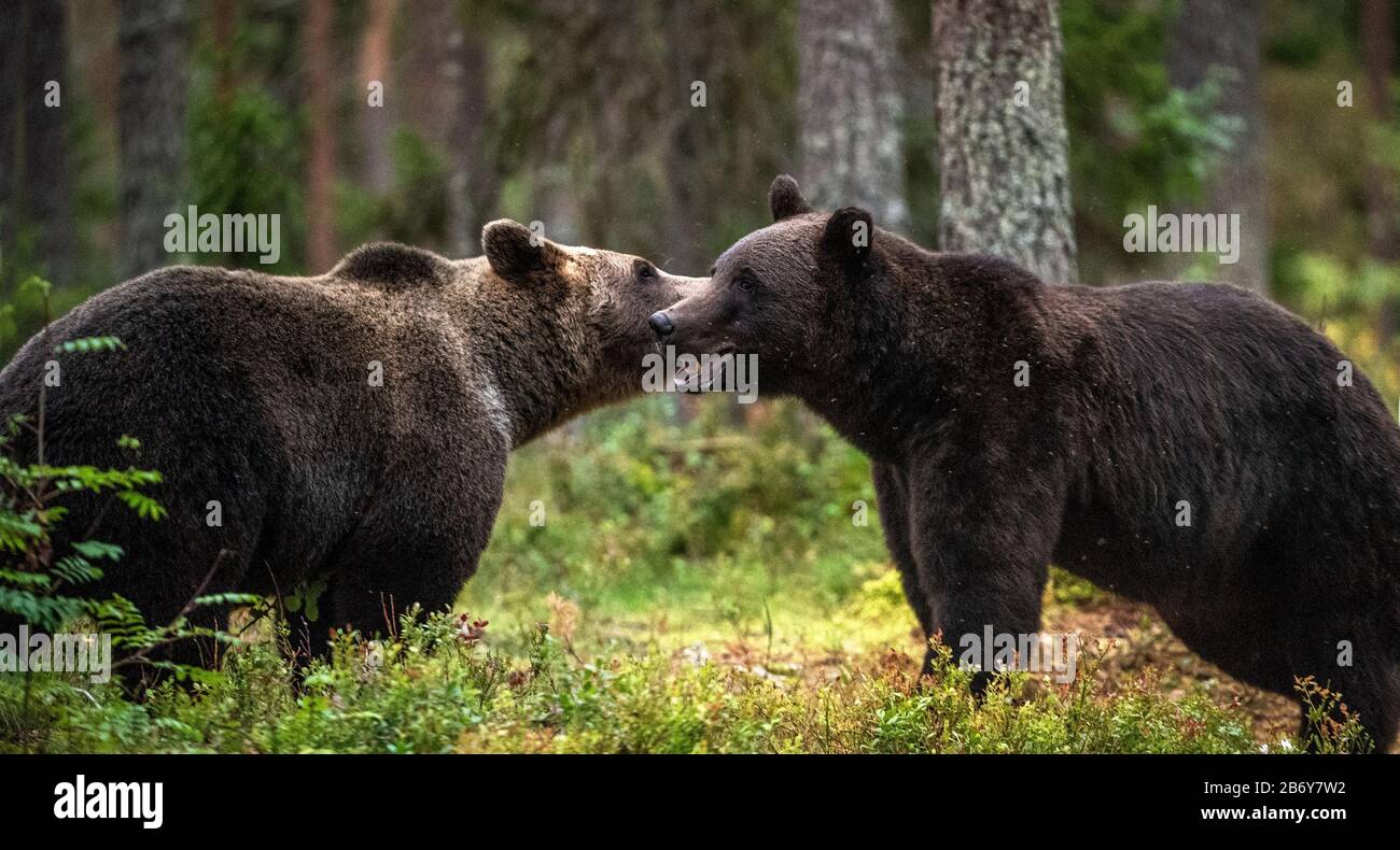 Female brown bears hires stock photography and images Alamy