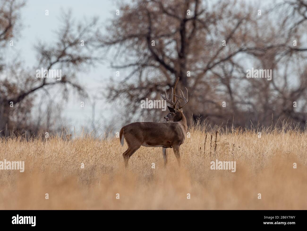 Whitetail Deer Buck During the fall rut in Colroaod Stock Photo Alamy