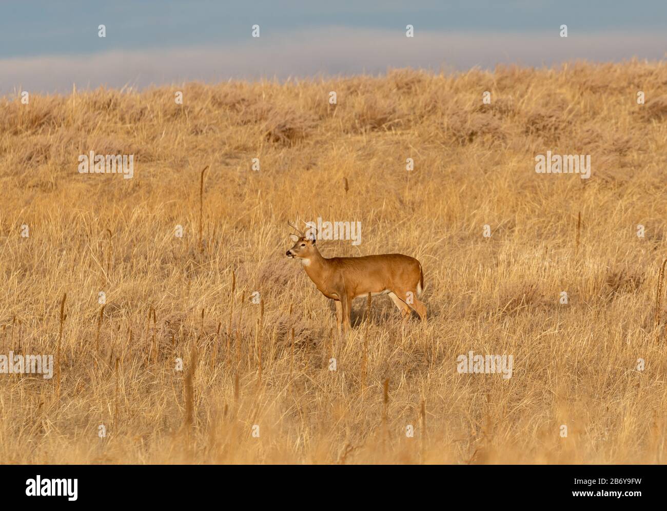 Whitetail Deer Buck During the fall rut in Colroaod Stock Photo - Alamy