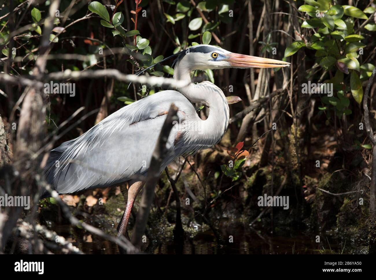 Great blue heron, ardea herodias, wading in the Okefenokee swamp of Georgia, USA. Stock Photo