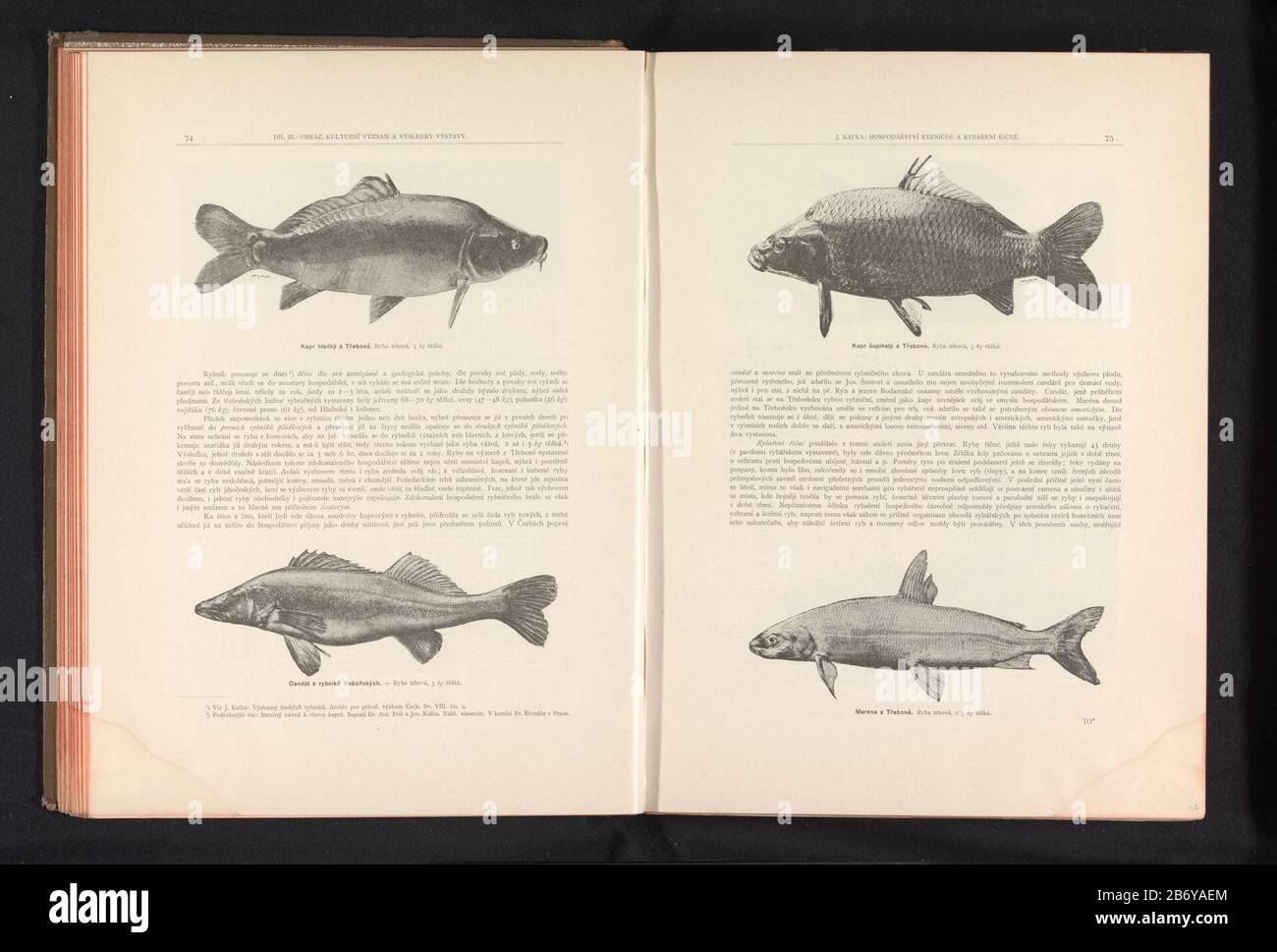 Carp and a large mareneKapr supinatý z Trebone (title object) marena z Trebone (title object) Object Type: photomechanical printing page Object number: RP-F-2001-7-749B-32 Manufacturer : photographer: anoniemclichémaker : Carl Bellmann Place manufacture: Prague Dating: ca. 1891 - in or in front 1895 Material: paper Technique: autotypie Dimensions: page: h 372 mm × W 270 mm Explanation Prints on page 75. Subject: bony fishes: carp fishes Stock Photo