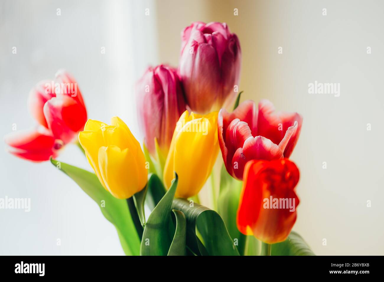 Get well card with tulips hi-res stock photography and images - Alamy