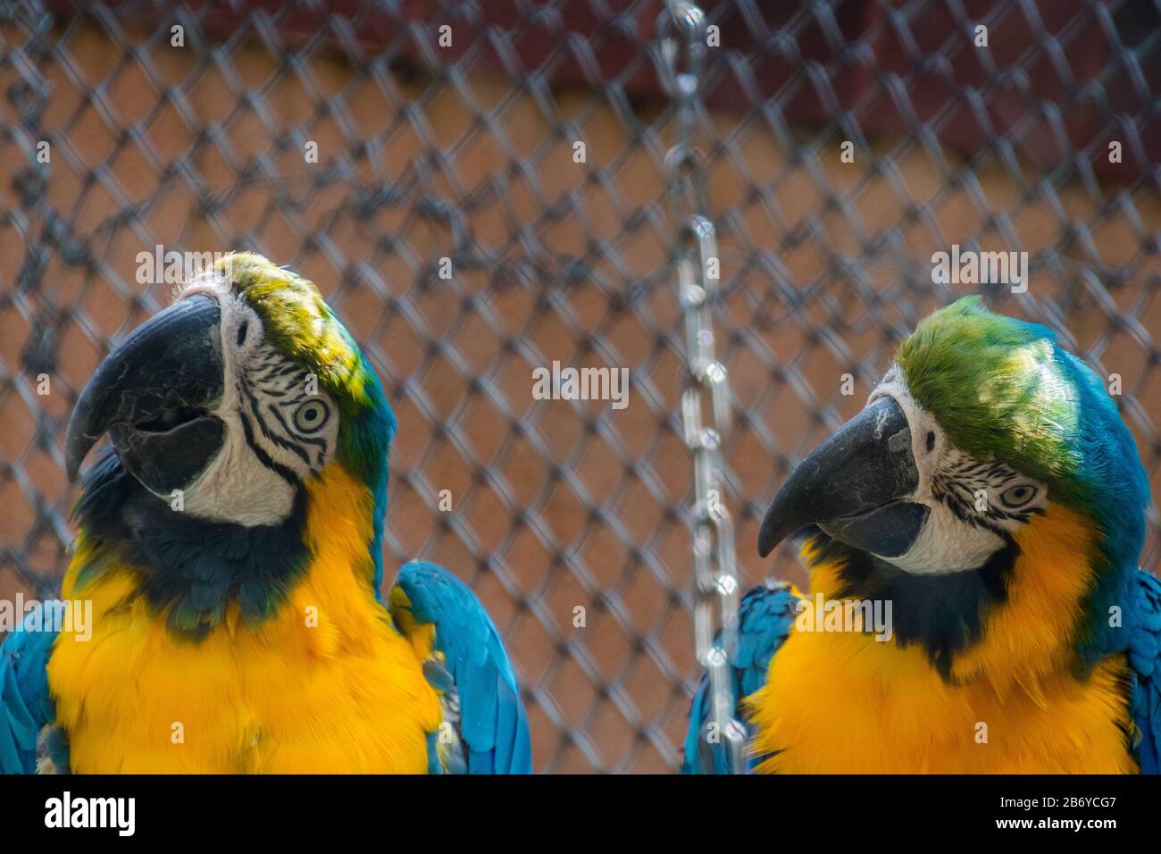 Ara Parrots High Resolution Stock Photography and Images - Alamy