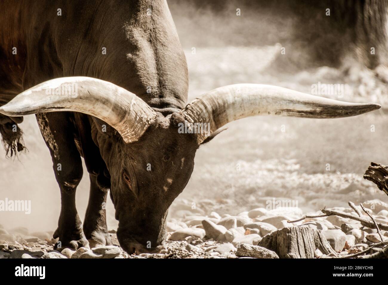 Closeup view of an ankole long horned bull Stock Photo