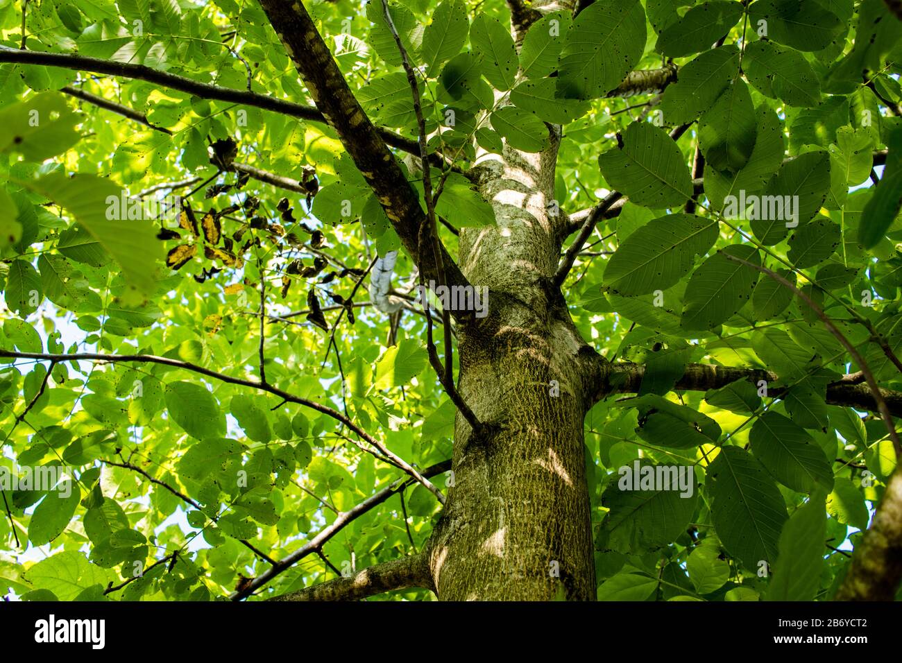 Walnut Tree Color Walnut tree colours hi-res stock photography and images - Alamy