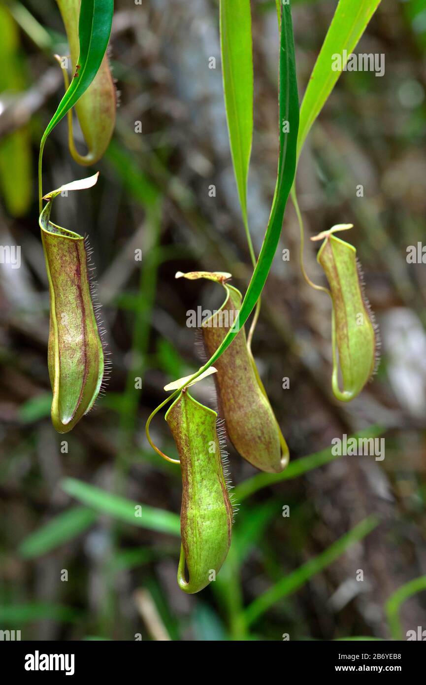 Pitcher plants (Nepenthes gracilis) in situ, Pitcher plant family (Nepenthaceae), Kinabatangan river flood plain, Sabah, Borneo, Malaysia Stock Photo
