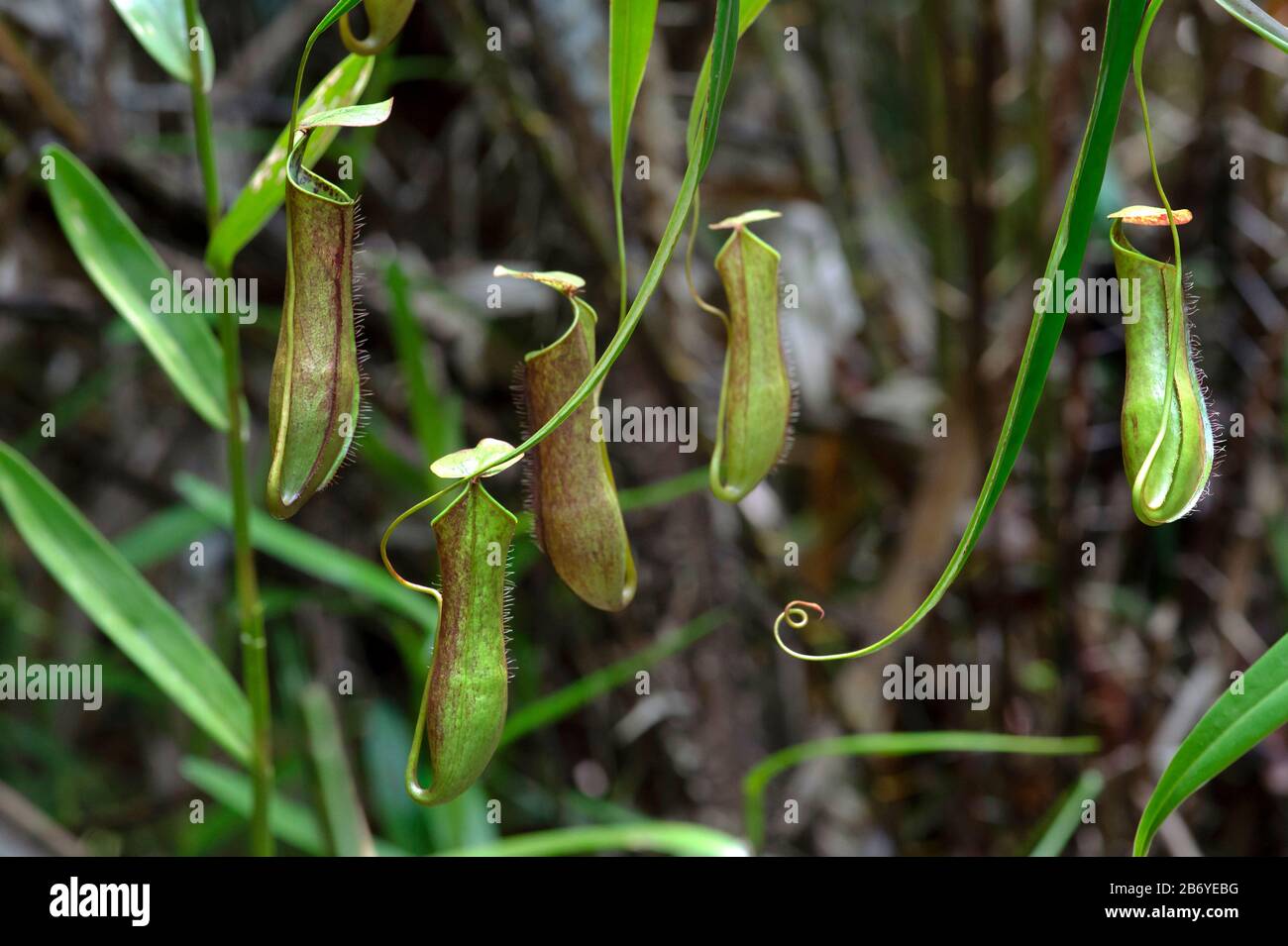 Pitcher planst (Nepenthes gracilis) in situ, Pitcher plant family (Nepenthaceae), Kinabatangan river flood plain, Sabah, Borneo, Malaysia Stock Photo