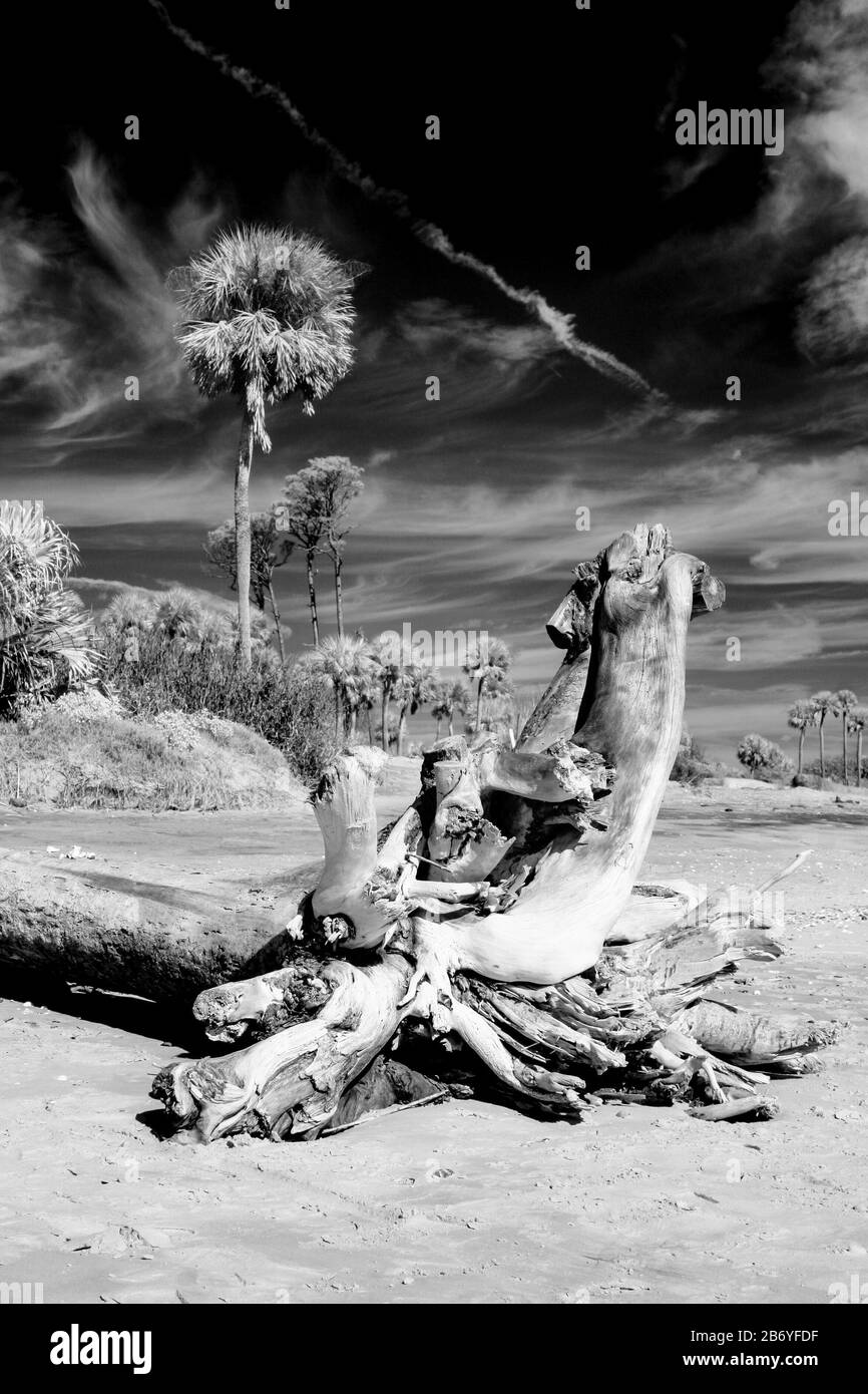 Black and white infrared photo of palm trees and driftwood on beach, alien landscape. Stock Photo