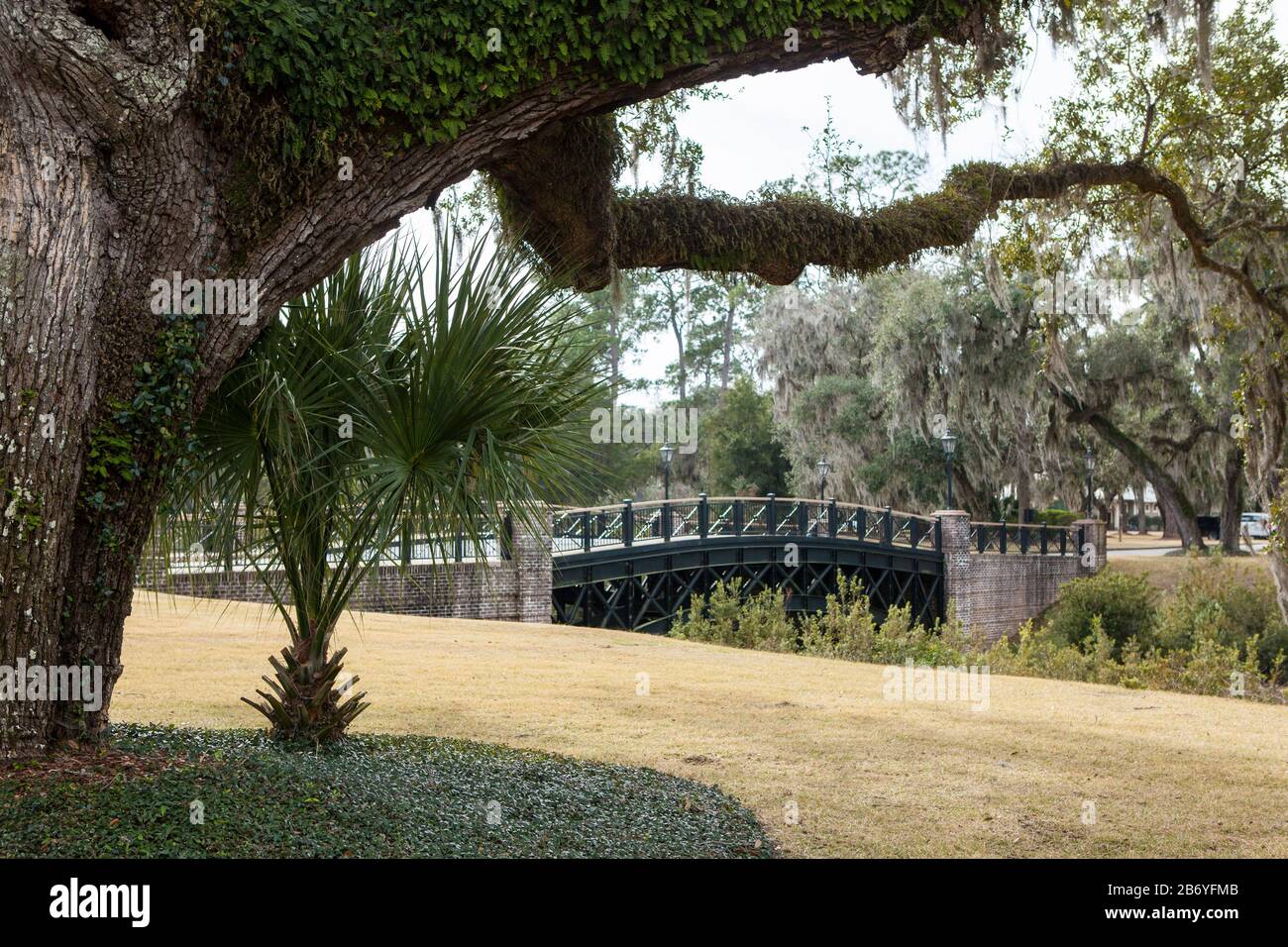 View of live oak trees and bridge in Palmetto Bluff near Bluffton, South Carolina, USA. Stock Photo