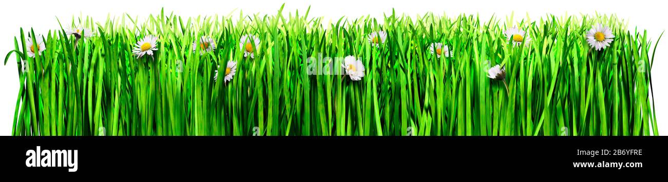 Grass growing again a white background. Daisies. Border, space for text. Graphic element Stock Photo