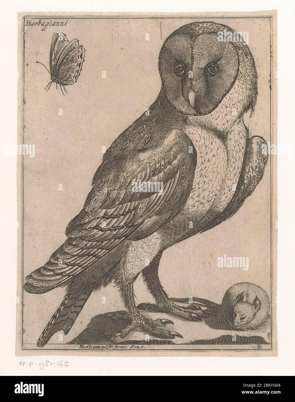 Kerkuil Barbagianni (titel op object) Negen vogels (serietitel) A owl in a mouse. Top left a vlinder. Manufacturer : printmaker Jacques the Fornazeris (listed building) Publisher: Nicolaus van Aelst (listed property) Place manufacture: printmaker: Italy Publisher: Rome Date: 1594 Physical features: etching material: paper Technique: etching Dimensions: plate edge: H 214 mm b × 160 mmToelichtingDeze print is part of a series of nine prints vogels. Subject: owlsinsects: butterflyrodents: mouse Stock Photo