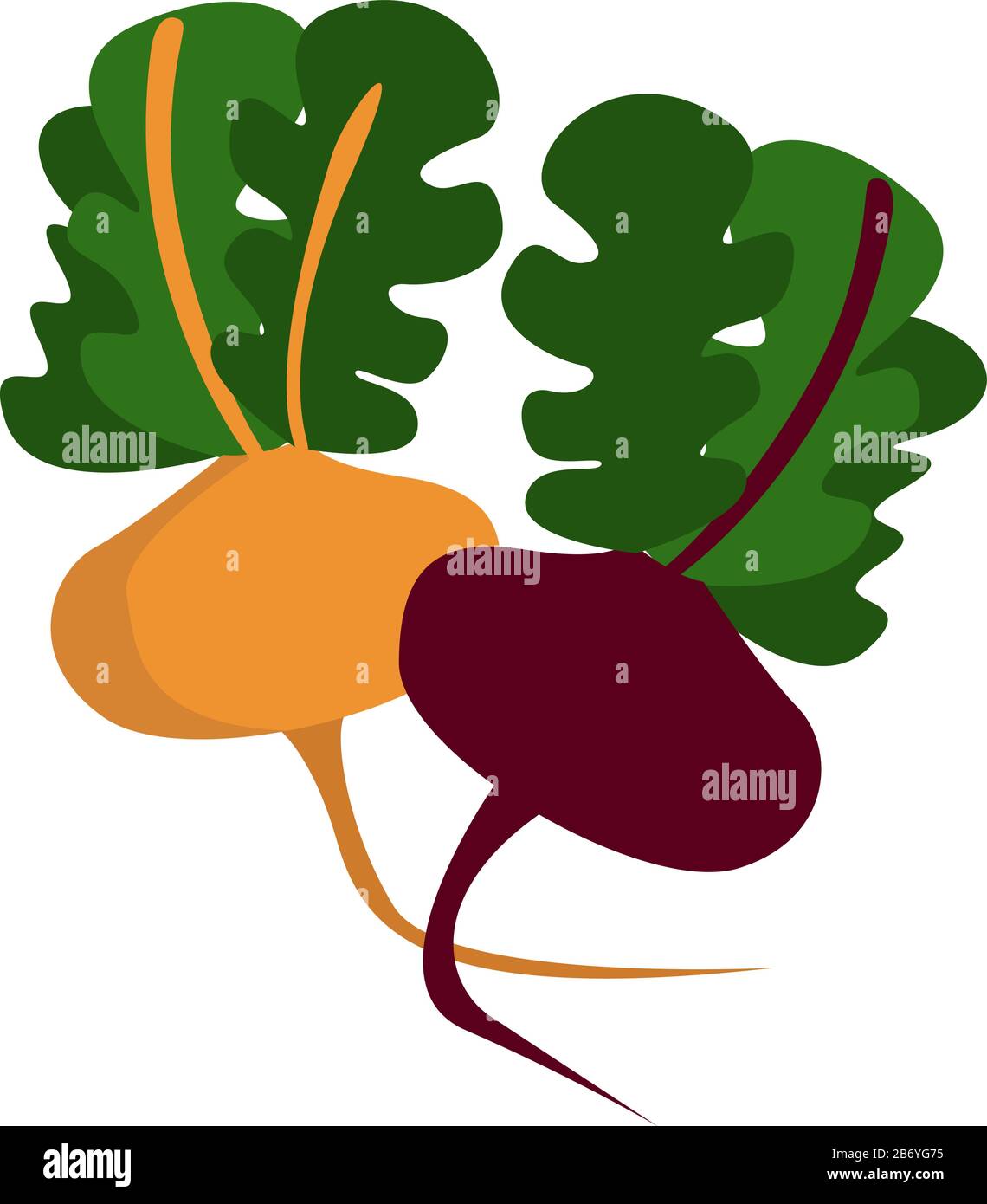 Colorful beets, illustration, vector on white background. Stock Vector