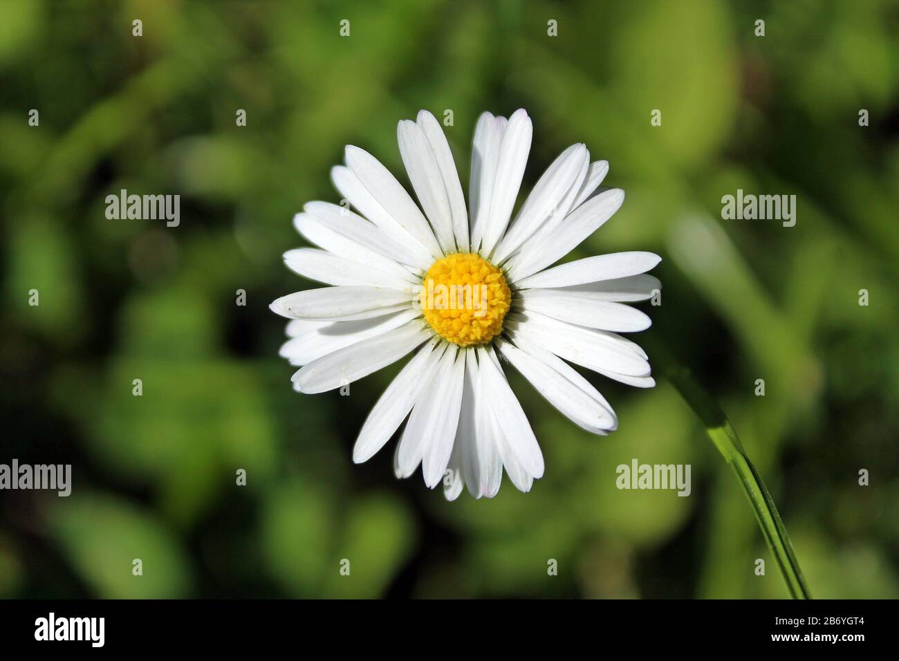 daisy in the garden Stock Photo
