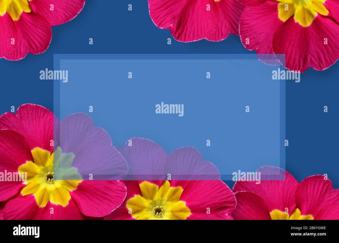 Vibrant Spring flowers frame, bright cerise pink primulas on a classic blue background. Central copyspace in light blue. Stock Photo