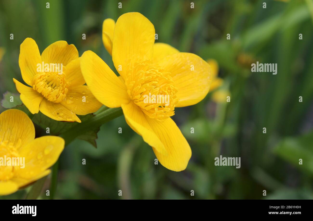 Beautiful bright yellow flowers of the water loving plant Caltha palustris, in close up in a natural outdoor setting. Stock Photo