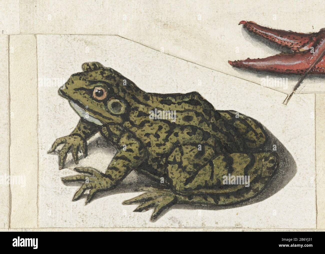 Kikker Lombard album (serietitel) Frog (Rana esculenta) . Manufacturer : artist: anonymous place manufacture: Netherlands Date: 1560 - 1585 Physical characteristics? : brush color material: paper Technique: brush size: h 55 mm (set) × W 86 mm (set) 68/48 mm × h × W 96 mm Explanation Sheet from album 100 sheets of drawings dieren. Subject (?): tailless amphibians : frog Stock Photo