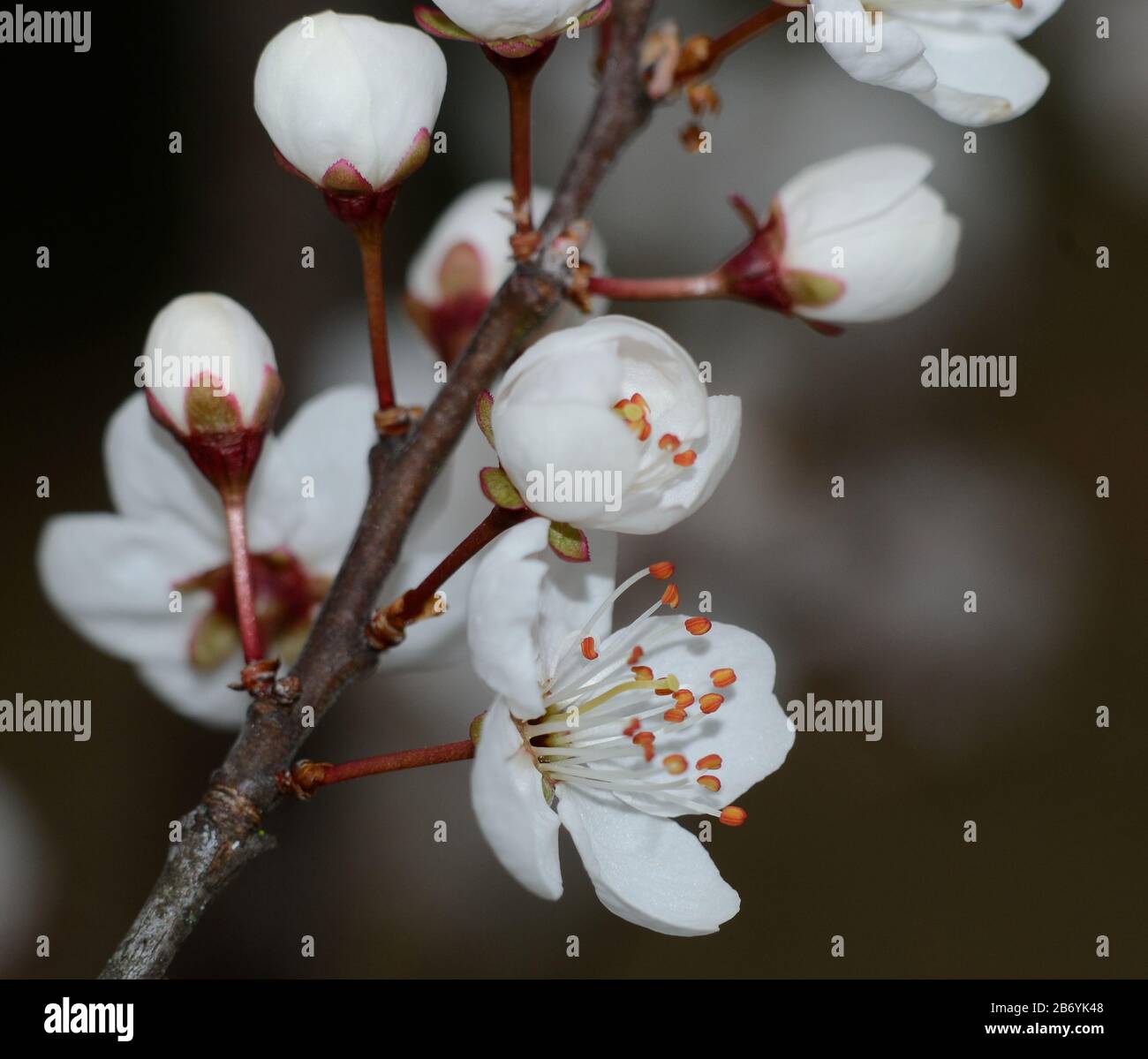 Close up delicate cherry tree hi-res stock photography and images - Alamy