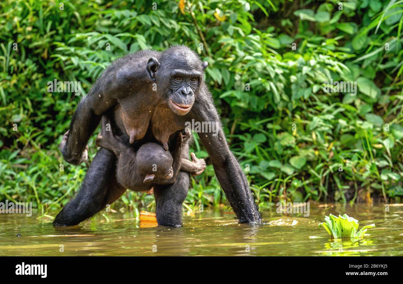 Bonobo Cub and Mother in the water.  The Bonobo, Scientific name: Pan paniscus. Stock Photo