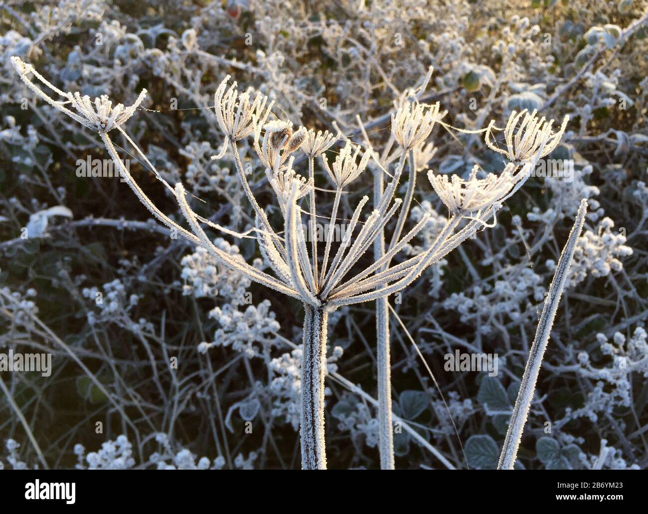 Hoar frost covering vegetation Stock Photo