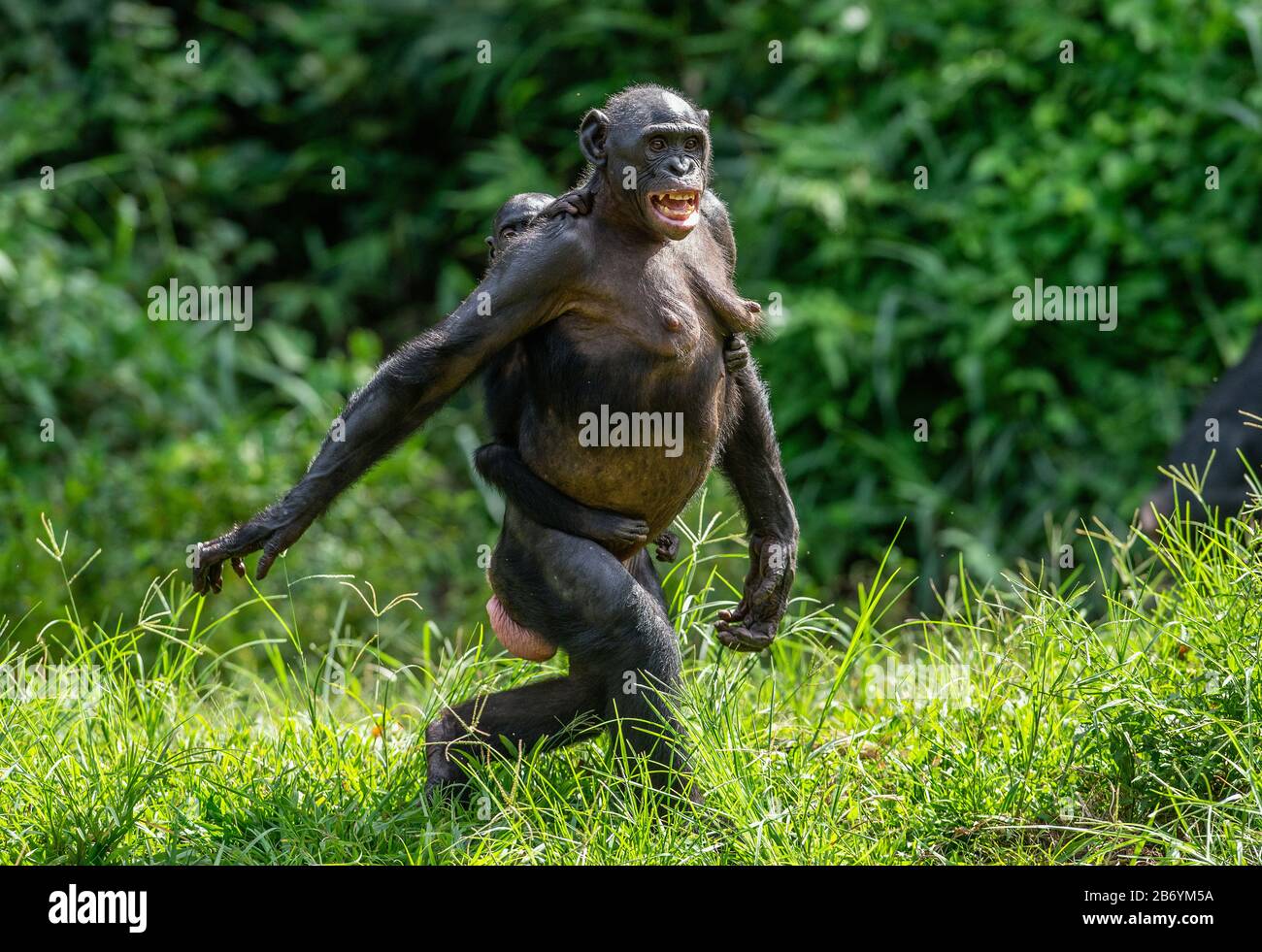 Banobo Bonobo: The