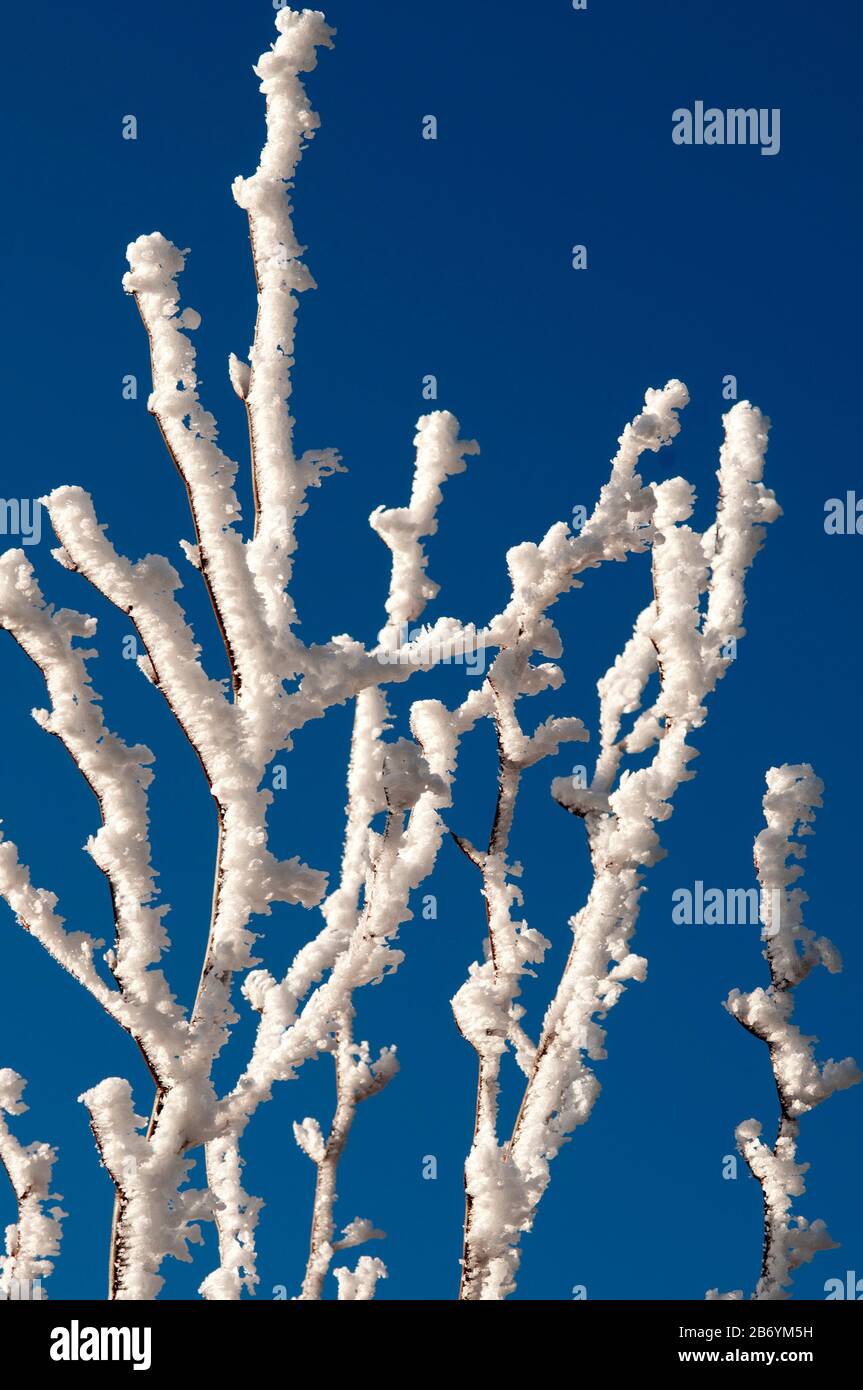 Close-up of hoar frost covering twigs on a tree Stock Photo