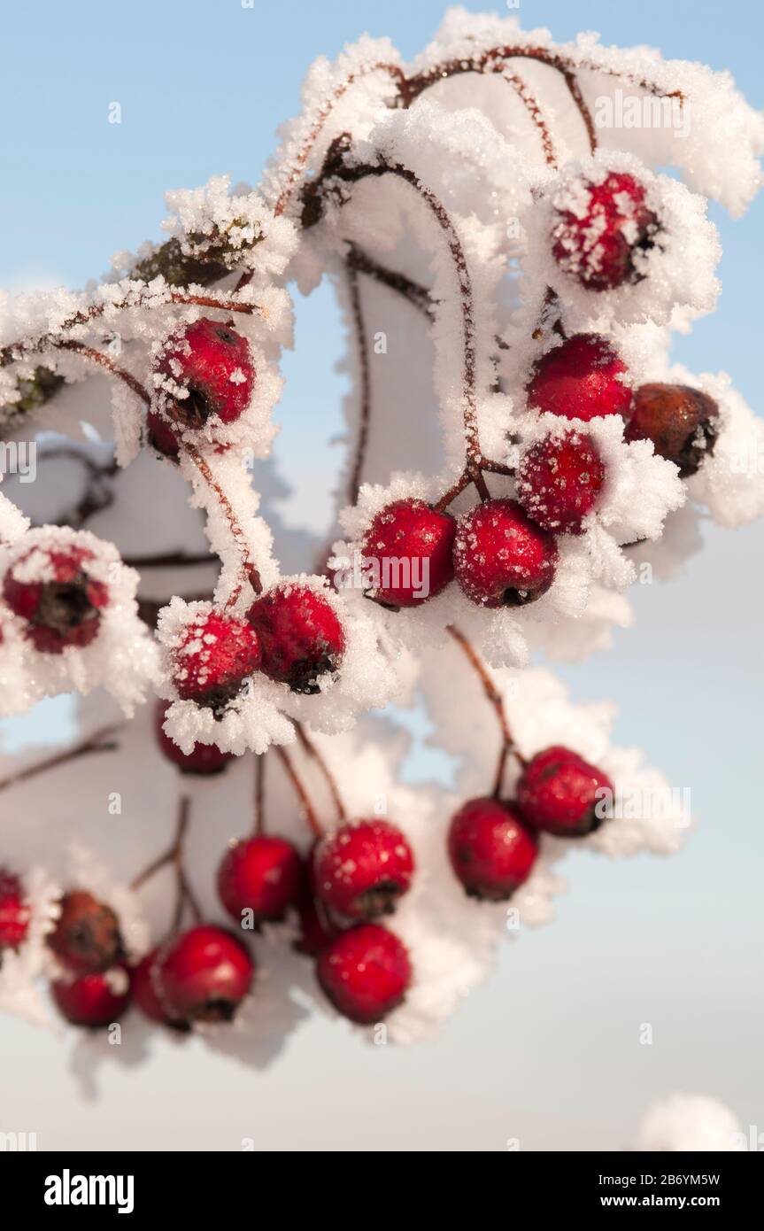 Close-up of hoar frost covering red berries Stock Photo