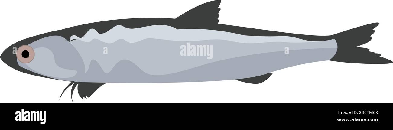 Engraulis fish, illustration, vector on white background. Stock Vector